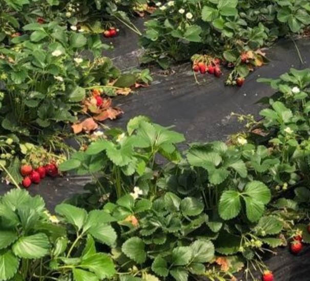 주말농장 좋은일 나쁜일 알아보겠습니다