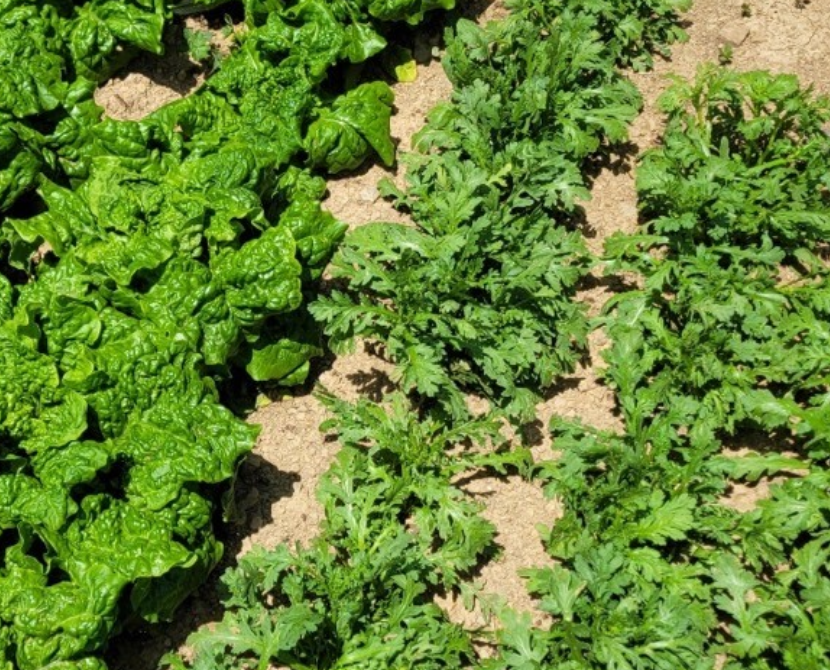 텃밭이 좋은점 알아보겠습니다