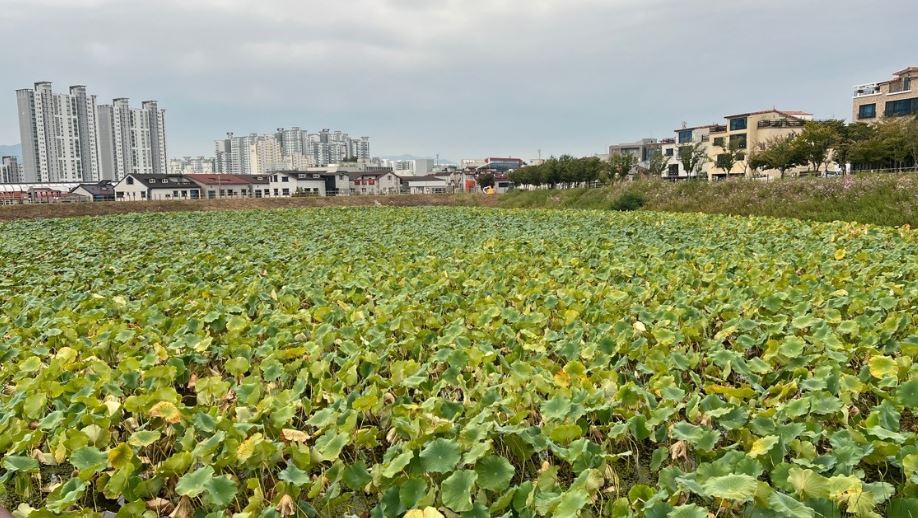 시골집 전원주택 장점 단점 내용 알아보겠습니다