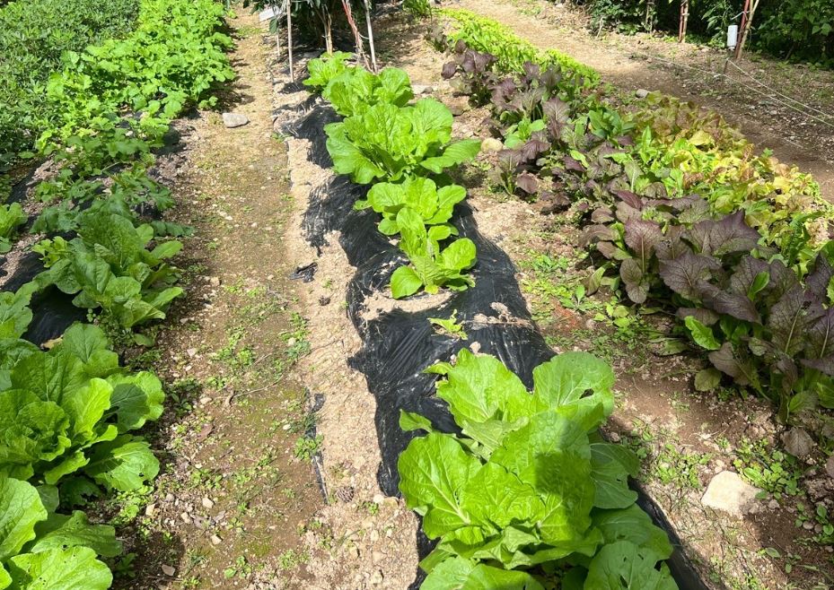 토지 매수 할 때 주의할 점 알아보겠습니다